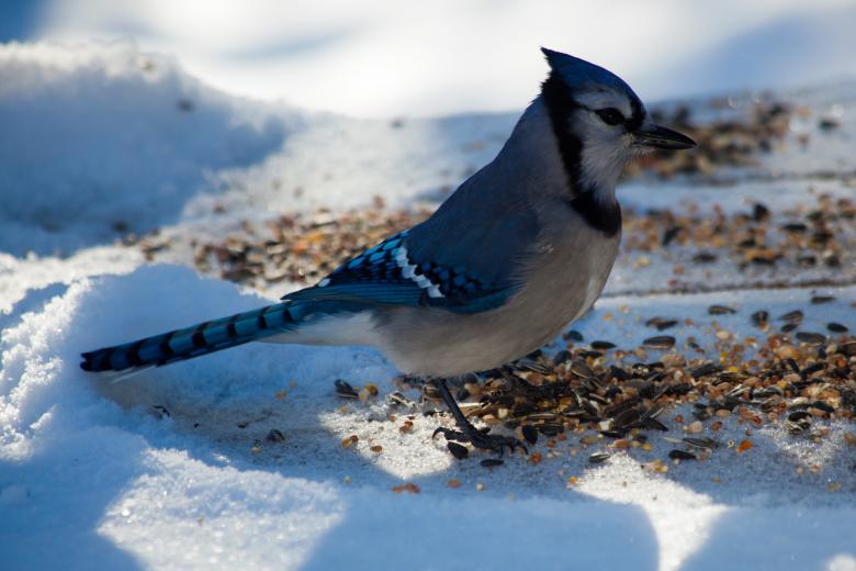 Free stock image of Blue Jay created by Geoffrey Whiteway