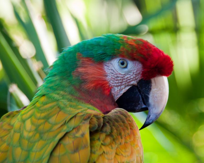 Free stock image of Macaw created by Geoffrey Whiteway