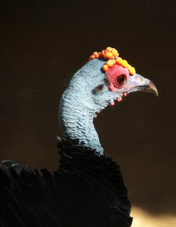 Free stock image of Ocellated Turkey created by Geoffrey Whiteway