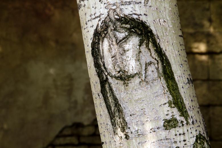 Free stock image of Tree with a face created by Gina145