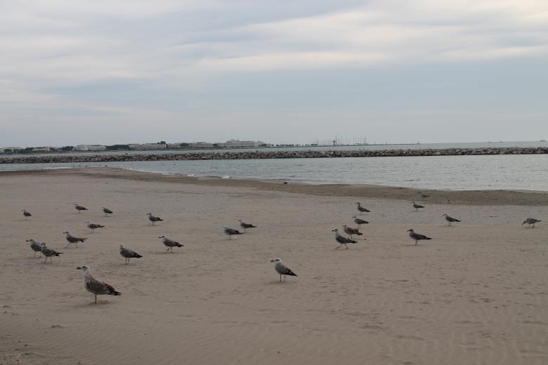Free stock image of Seagulls on beach created by De Swert Nicolas