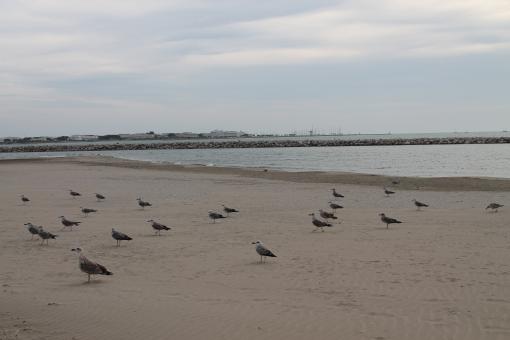 Seagulls on beach - Free Stock Photo