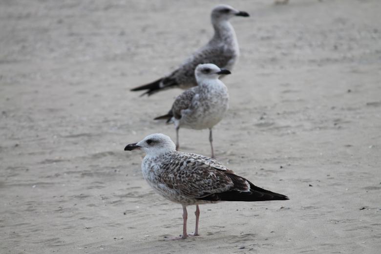 Free stock image of Seagulls created by De Swert Nicolas