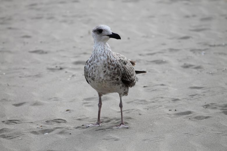 Free stock image of Seagull created by De Swert Nicolas