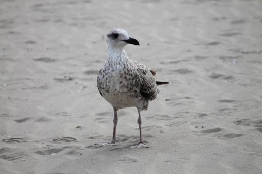 Seagull - Free Stock Photo