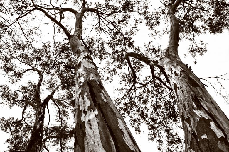 Free stock image of Three Trees created by Gina145