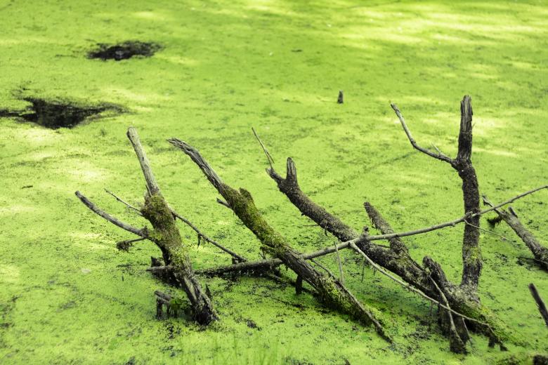Free stock image of swamp created by 2happy