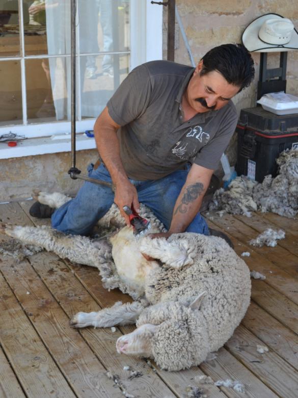 Free stock image of Sheep Shearing created by Jonathan Harris