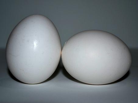 Two White Eggs Standing - Free Stock Photo