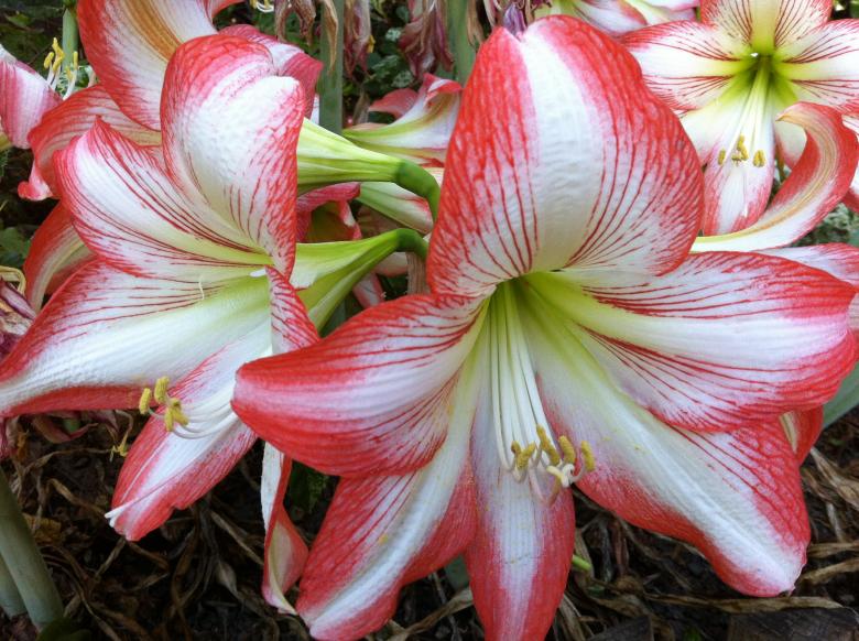 Free stock image of Hippeastrum flowers created by mlle
