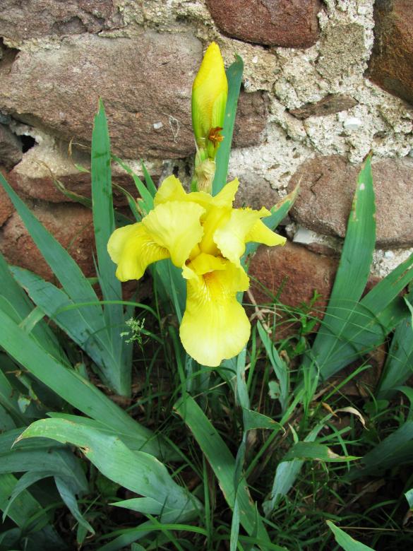 Free stock image of Yellow iris in May created by Yuliy Ganev