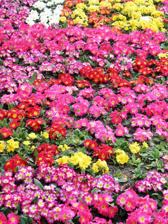 Free stock image of Colorful primroses created by Yuliy Ganev