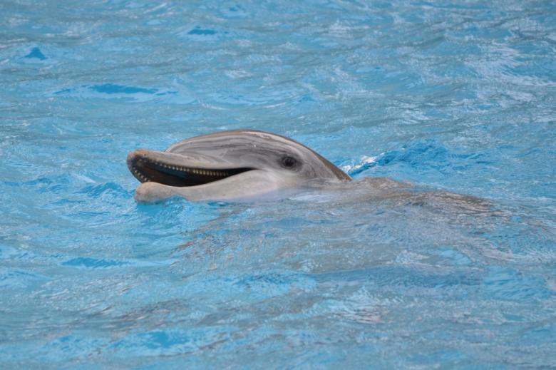 Free stock image of Dolphin in Water created by Jonathan Harris