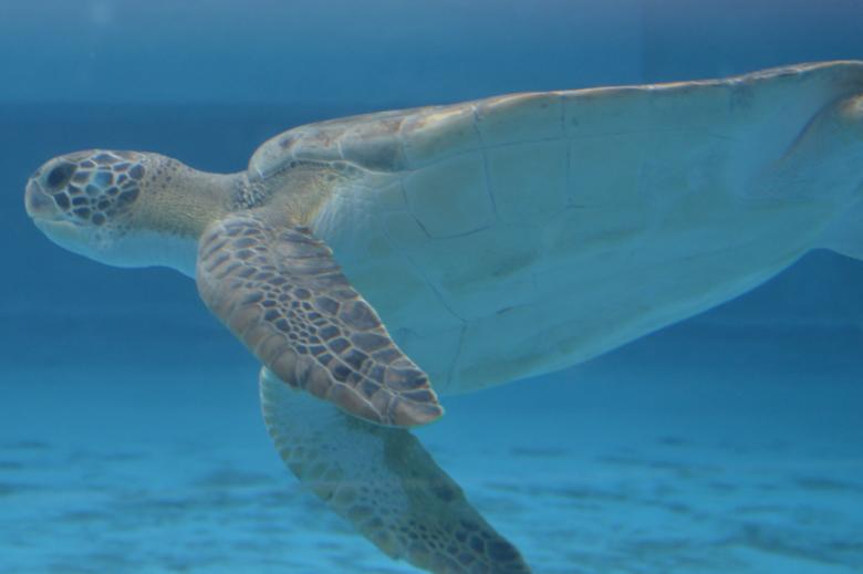 Free stock image of Sea Turtle created by Jonathan Harris