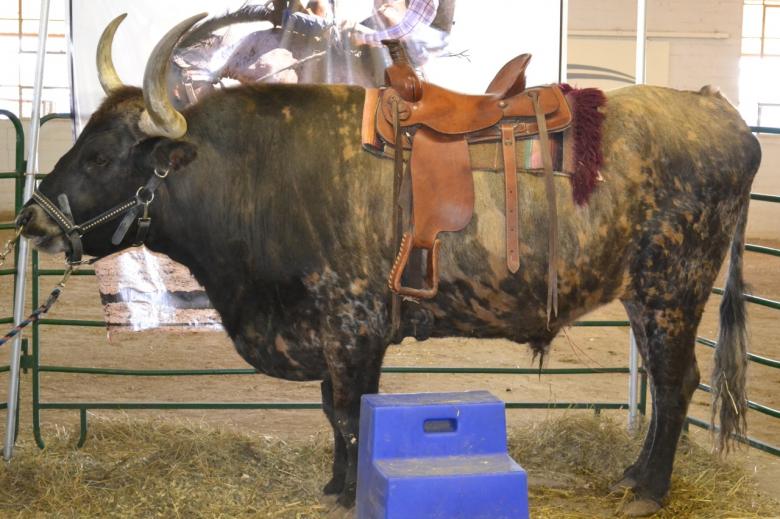 Free stock image of Large Bull created by Jonathan Harris