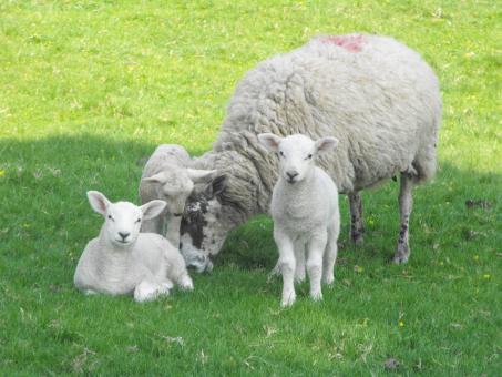 Sheep Family - Free Stock Photo