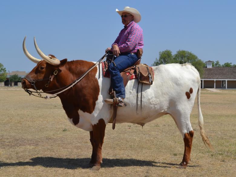 Free stock image of Longhorn Bull Rider created by Jonathan Harris