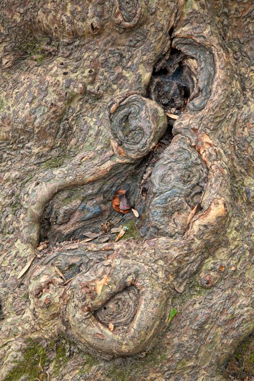 Free stock image of Gnarled Wood Texture - HDR created by Nicolas Raymond