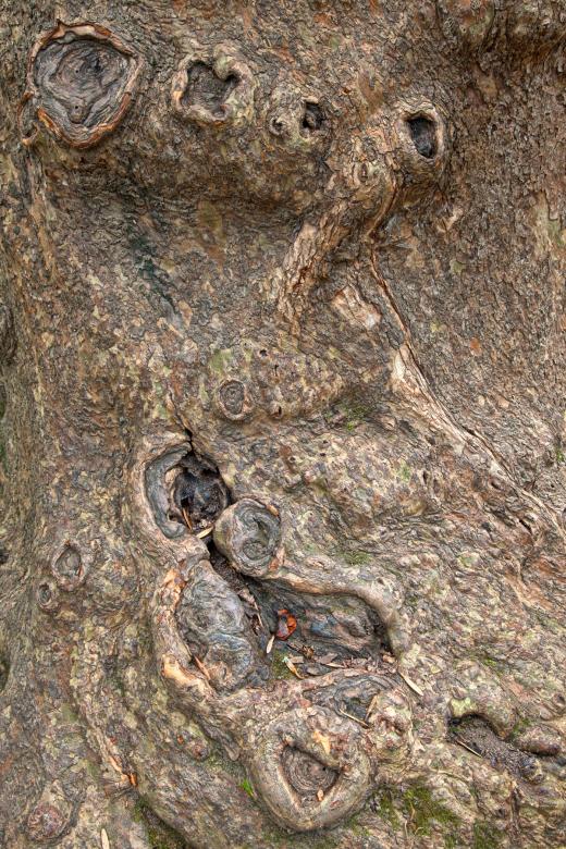 Free stock image of Gnarled Wood Texture - HDR created by Nicolas Raymond