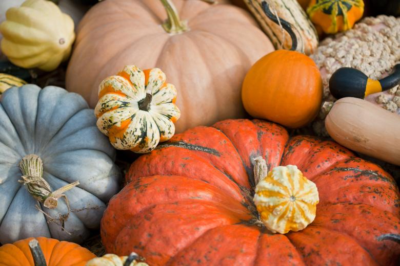 Free stock image of Squash and Pumpkins created by Nicolas Raymond