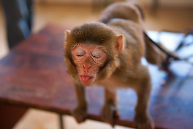 Free stock image of monkey created by 2happy