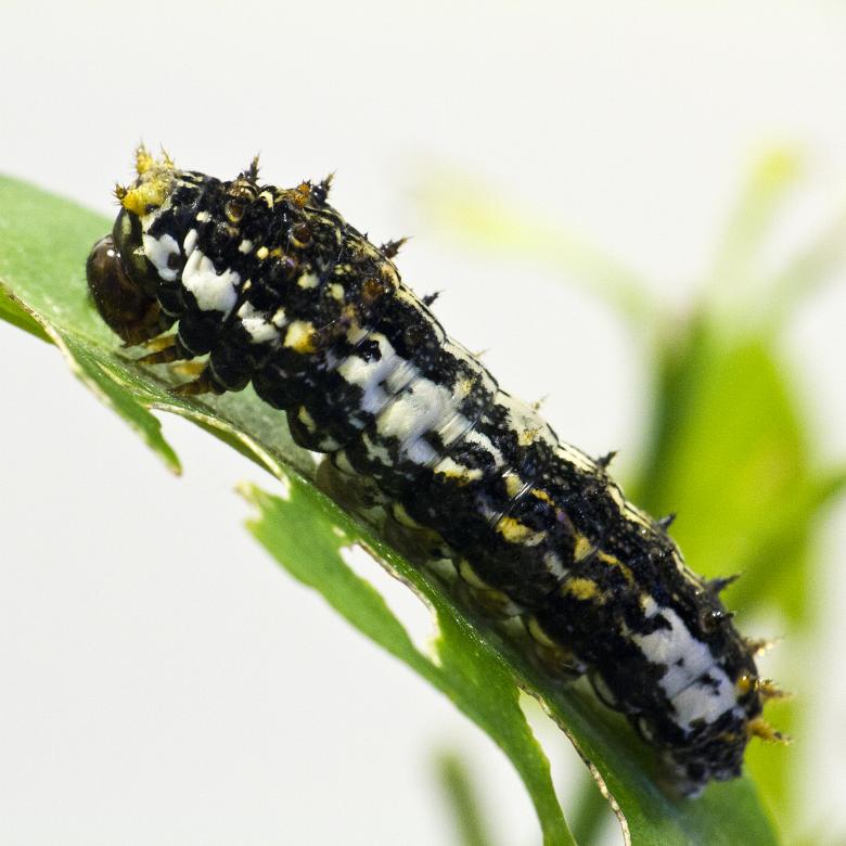 Free stock image of Black Caterpillar created by Gina145