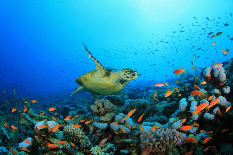 Free stock image of Sea Life created by green love