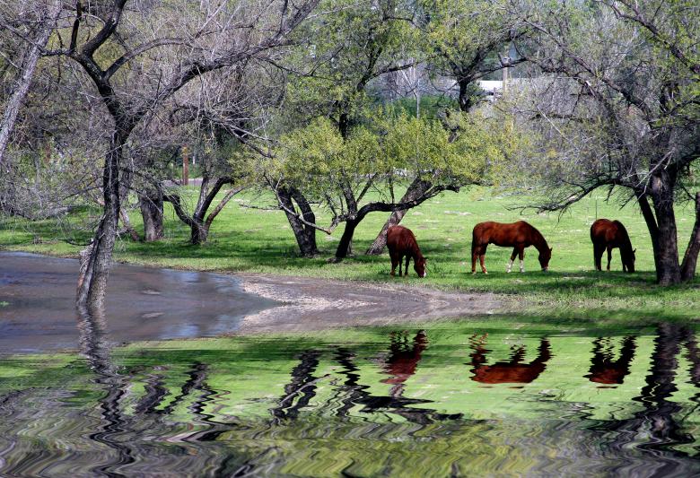 Free stock image of Wild Horses created by green love
