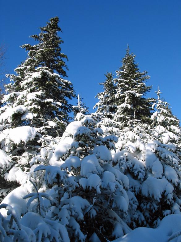Free stock image of Winter Wonderland created by Geoffrey Whiteway