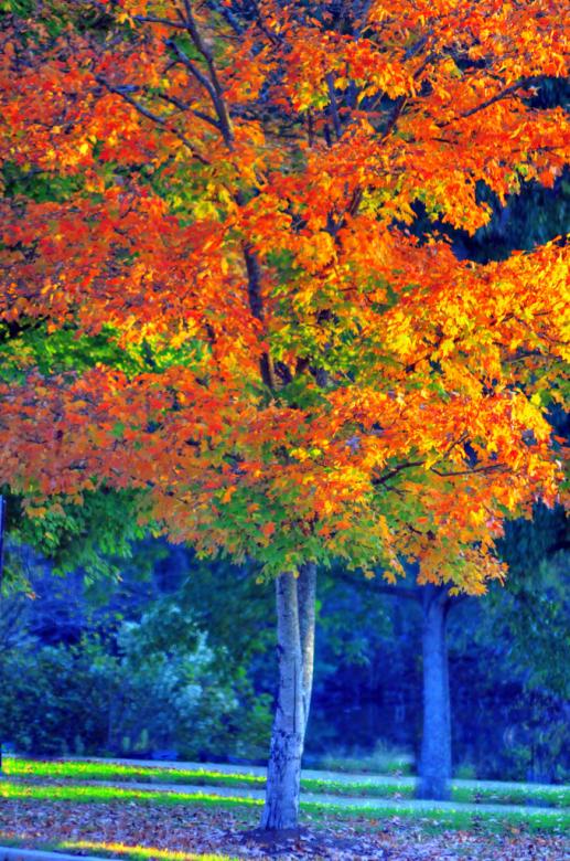 Free stock image of Autumn colors created by agphotostock.com