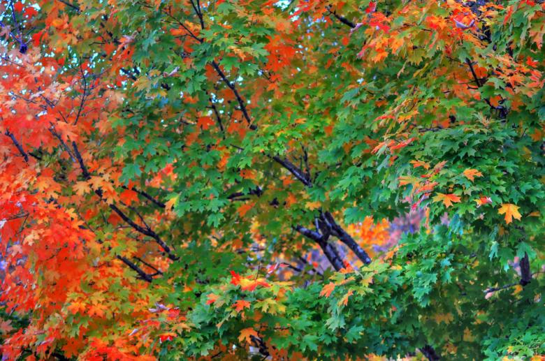 Free stock image of Fall season created by agphotostock.com