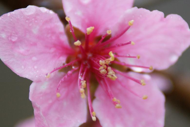 Free stock image of Pink flower created by agphotostock.com