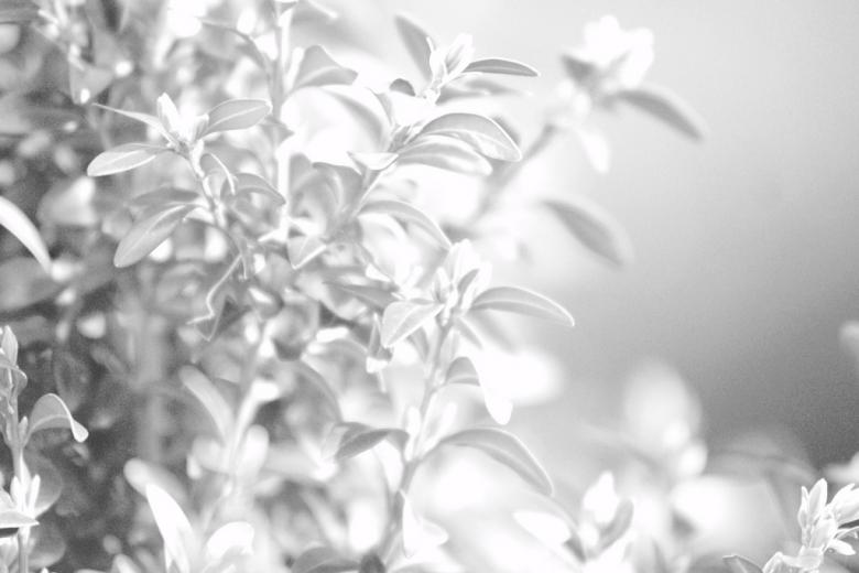 Free stock image of Plants created by agphotostock.com