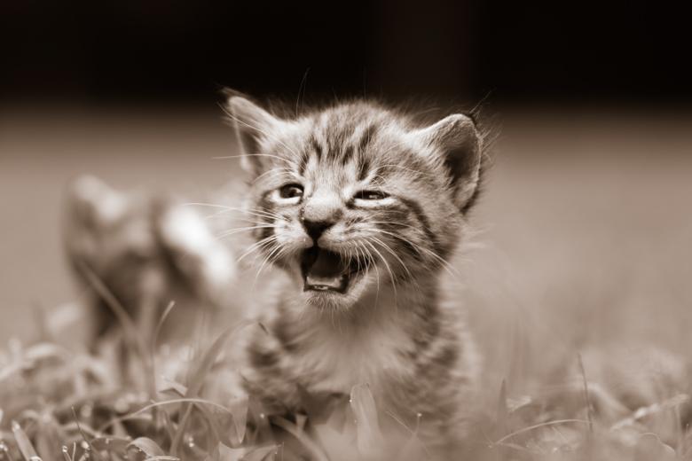 Free stock image of Curious Kitty created by agphotostock.com