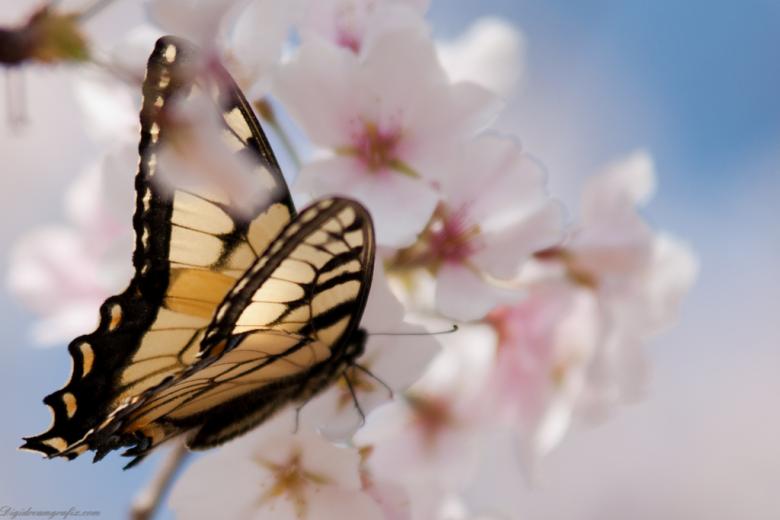 Free stock image of Butterfly gathering pollen created by agphotostock.com