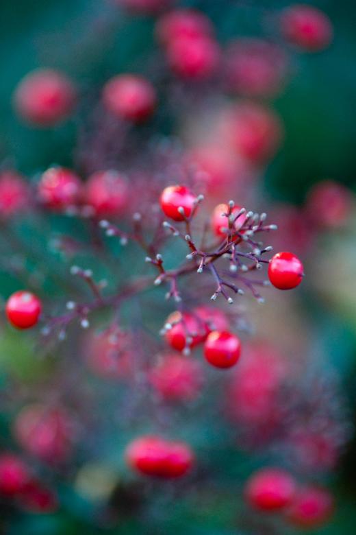 Free stock image of Red Berries created by agphotostock.com