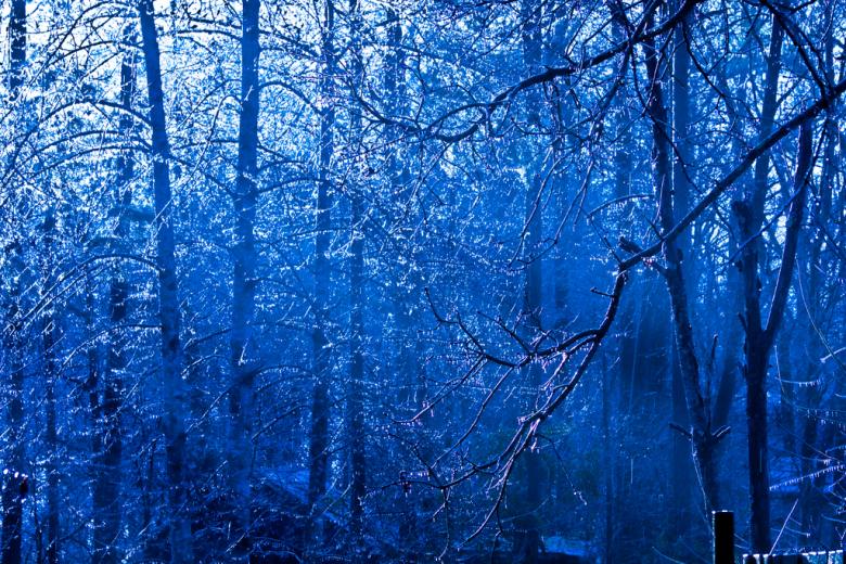 Free stock image of Trees covered in snow created by agphotostock.com