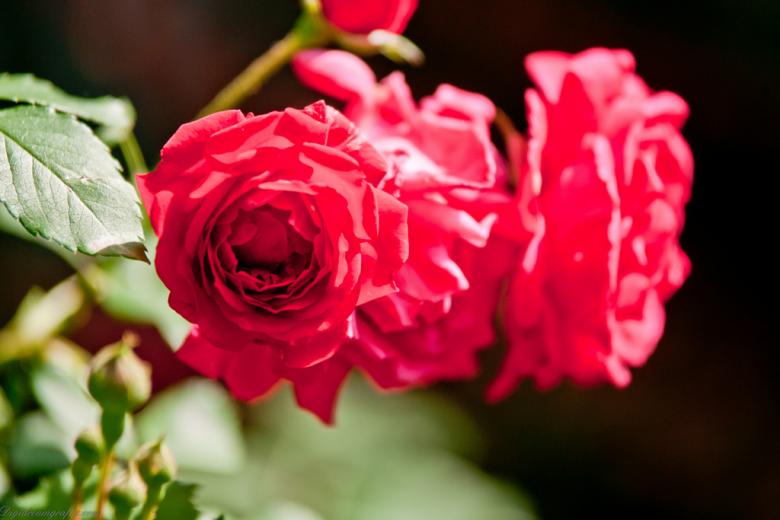 Free stock image of Red Roses created by agphotostock.com