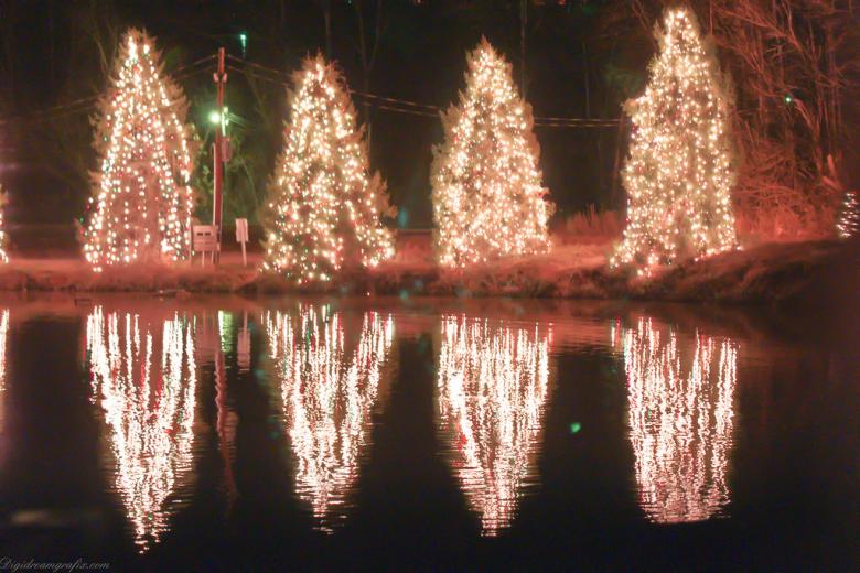 Free stock image of Christmas trees reflection created by agphotostock.com