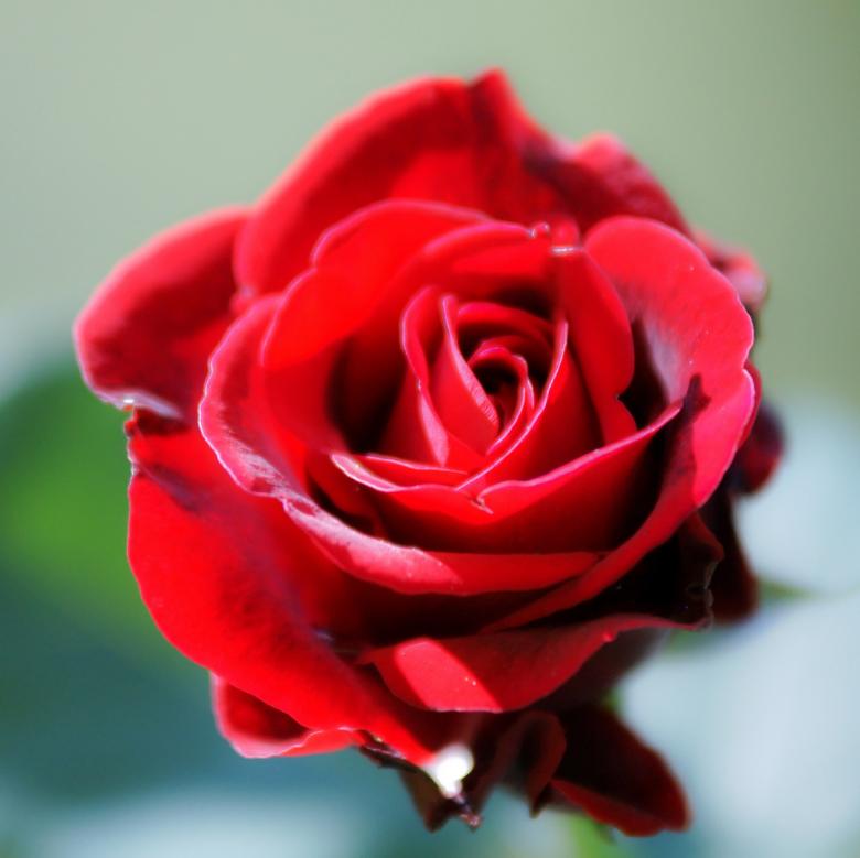 Free stock image of Red Rose created by agphotostock.com