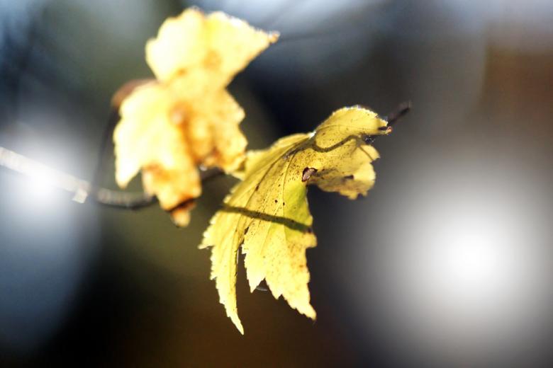 Free stock image of Autumn colors created by agphotostock.com