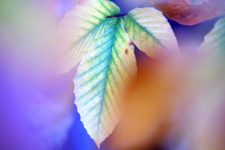 Free stock image of Fall Season - Blurred Leaves created by agphotostock.com
