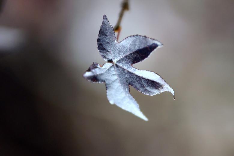 Free stock image of Autumn colors created by agphotostock.com