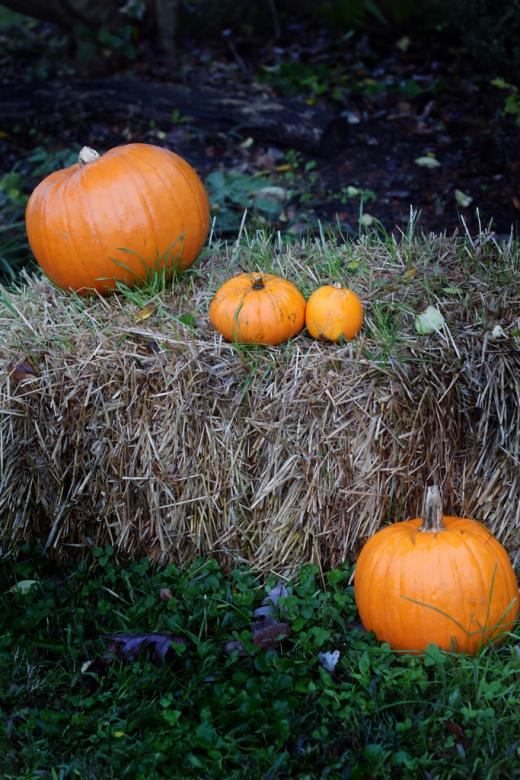 Free stock image of Pumpkins created by agphotostock.com