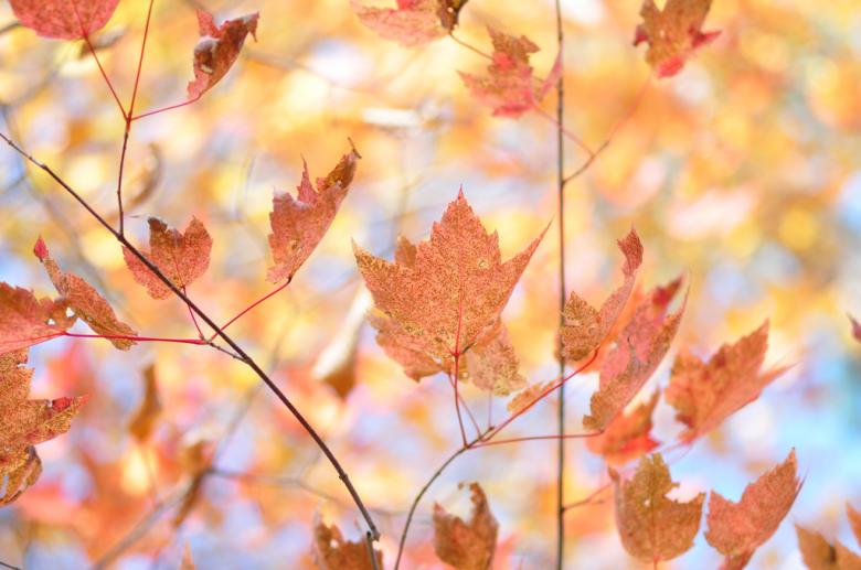 Free stock image of Autumn colors created by agphotostock.com