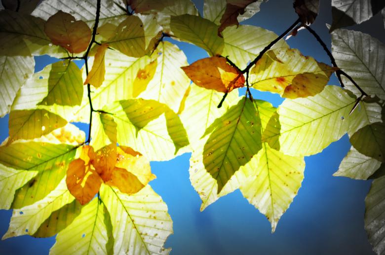 Free stock image of Fall season created by agphotostock.com