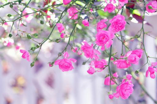 Pink Roses - Free Stock Photo