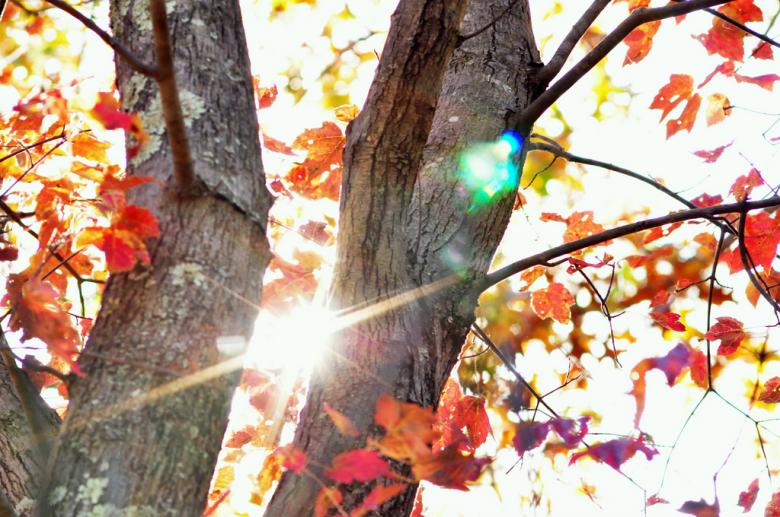 Free stock image of Fall season created by agphotostock.com