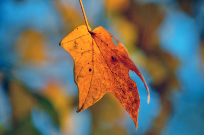 Free stock image of Fall season created by agphotostock.com