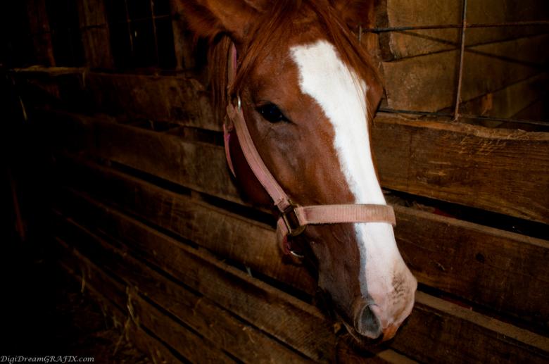 Free stock image of Horse created by agphotostock.com